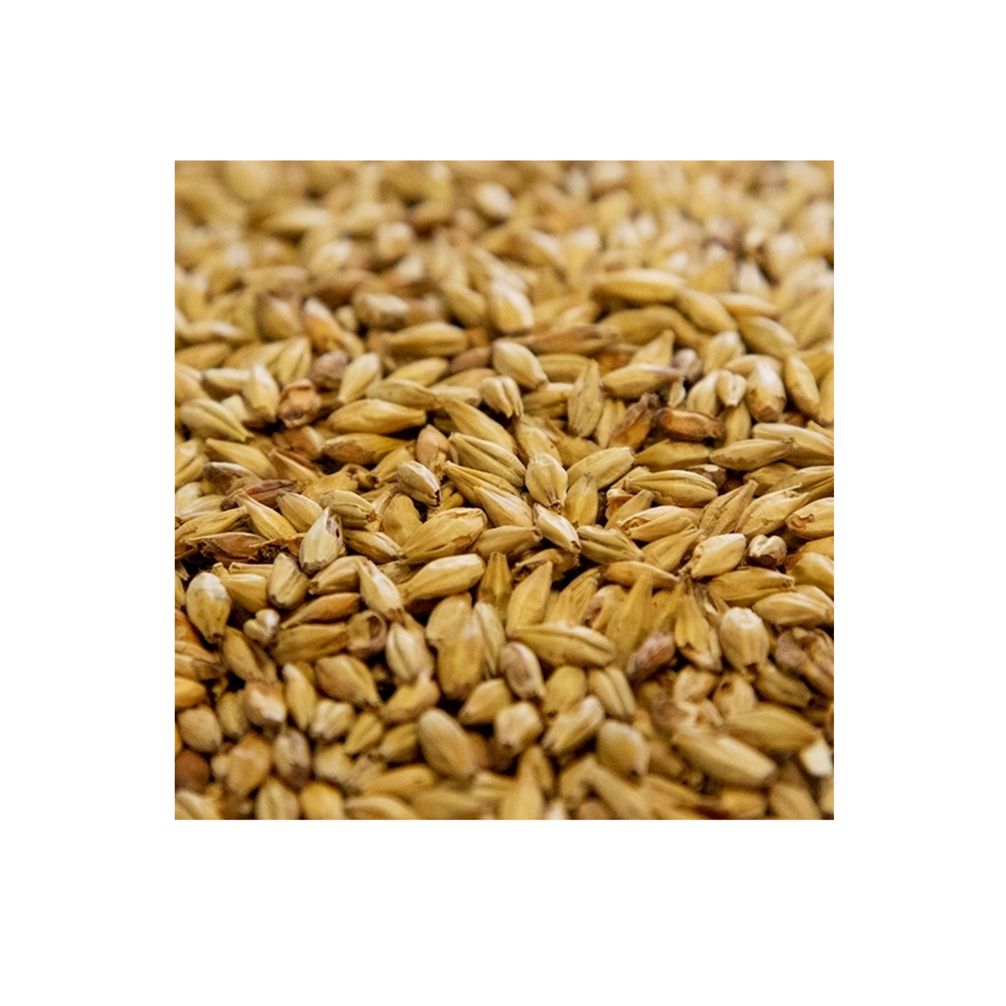 Cara Rye Malt